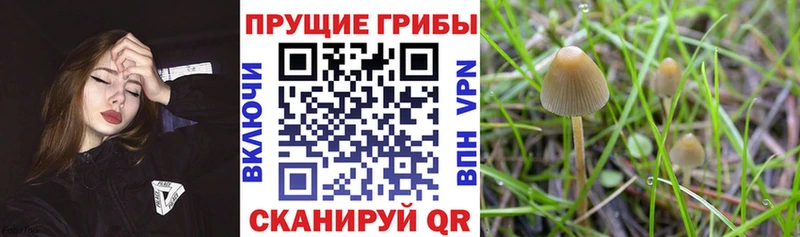 Галлюциногенные грибы Magic Shrooms  Дно 